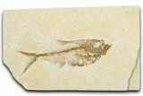 Detailed Fossil Fish (Diplomystus) - Wyoming #345462-1